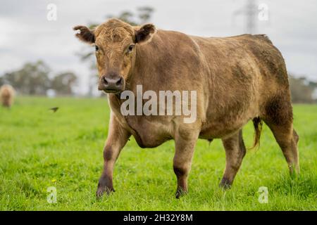 In Australien grasen Kühe und Bullen auf dem Gestüt, zu den Rassen gehören gesprenkelte Park, murray Grey, angus und brangus. Stockfoto