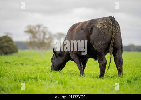 In Australien grasen Kühe und Bullen auf dem Gestüt, zu den Rassen gehören gesprenkelte Park, murray Grey, angus und brangus. Stockfoto