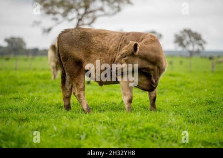 In Australien grasen Kühe und Bullen auf dem Gestüt, zu den Rassen gehören gesprenkelte Park, murray Grey, angus und brangus. Stockfoto