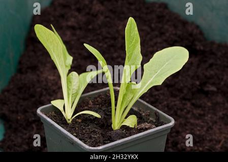 Junge Salatpflanzen für kleine Juwelen wachsen in einem Pflanztopf Stockfoto