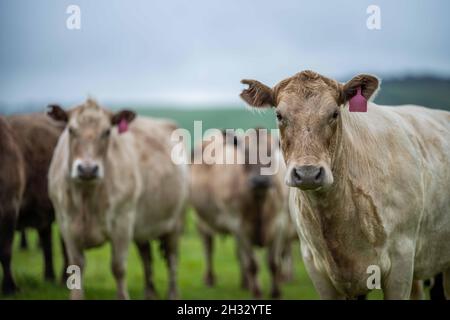 Nahaufnahme von Rinderbullen, Kühen und Kälbern, die auf Gras auf einem Feld in Australien grasen. Rinderrassen umfassen Speckle Park, murray Grey, angus, BH Stockfoto