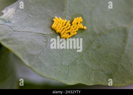 Eier des großen Weißkohlschmetterlings (Pieris brassicae) auf der Unterseite eines brassica-Blattes. Stockfoto