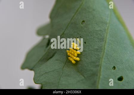 Eier des großen Weißkohlschmetterlings (Pieris brassicae) auf der Unterseite eines brassica-Blattes. Eine kleine Raupe schlüpfte. Stockfoto