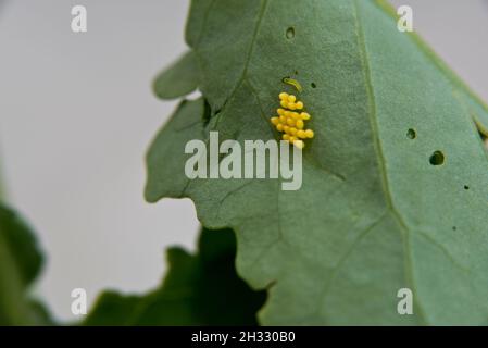 Eier des großen Weißkohlschmetterlings (Pieris brassicae) auf der Unterseite eines brassica-Blattes. Eine kleine Raupe schlüpfte. Stockfoto