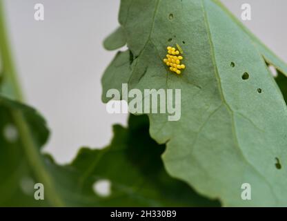 Eier des großen Weißkohlschmetterlings (Pieris brassicae) auf der Unterseite eines brassica-Blattes. Eine kleine Raupe schlüpfte. Stockfoto