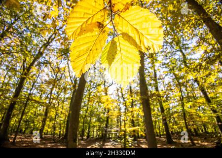 Die Sonne scheint bei blauem Himmel im Taunus mit dem herbstlich verfärbten Wald. Stockfoto