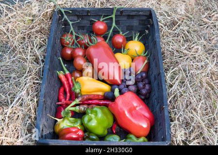 Korb mit gemischten Früchten und Gemüse, die alle in einem Gewächshaus angebaut werden, einschließlich Tomaten, Paprika, Chili's und Trauben. Stockfoto