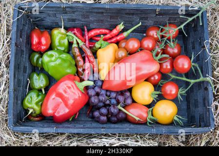 Korb mit gemischten Früchten und Gemüse, die alle in einem Gewächshaus angebaut werden, einschließlich Tomaten, Paprika, Chili's und Trauben. Stockfoto