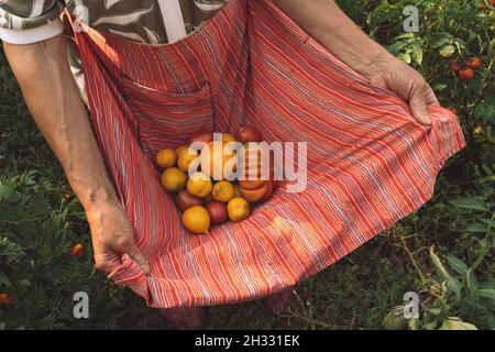Ältere Frauen halten reife gelbe Bio-Tomaten in rot gestreifter Schürze. Authentisches ländliches Leben. Zerknittert Hände der 80er Jahre Frau Kommissionierung Gemüse Stockfoto