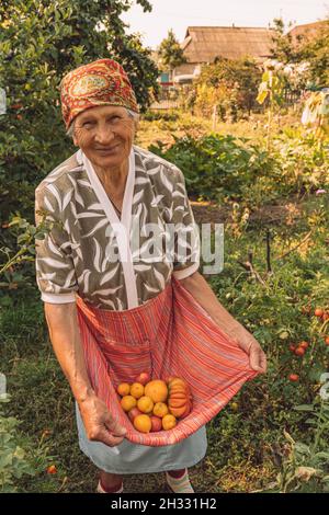 Authentisches Porträt der 80er Jahre Frau pflücken Gemüse auf dem Bauernhof Küchengarten. Lächelnde ältere Frau hält reife gelbe Tomaten in rot gestreift Stockfoto