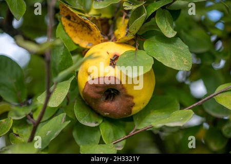 Faule Apfelquitte auf dem Obstbaum, Befall mit Monilia laxa (Monilinia laxa), Pflanzenkrankheit Stockfoto