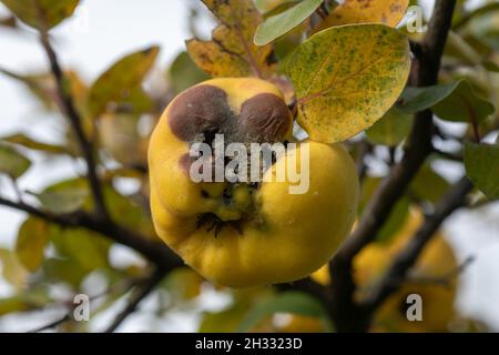 Faule Apfelquitte auf dem Obstbaum, Befall mit Monilia laxa (Monilinia laxa), Pflanzenkrankheit Stockfoto