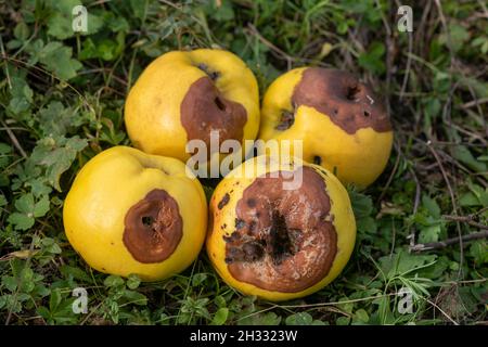 Faule Apfelquitte auf dem Obstbaum, Befall mit Monilia laxa (Monilinia laxa), Pflanzenkrankheit Stockfoto