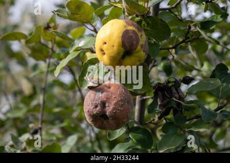 Faule Apfelquitte auf dem Obstbaum, Befall mit Monilia laxa (Monilinia laxa), Pflanzenkrankheit Stockfoto