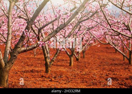 Blühende Pfirsichkirschblüten auf den Bäumen Äste, rosafarbene Blüten in voller Blüte. Chinesische Pflaume oder japanische Aprikose. Kirschgarten im Frühling blüht. Stockfoto