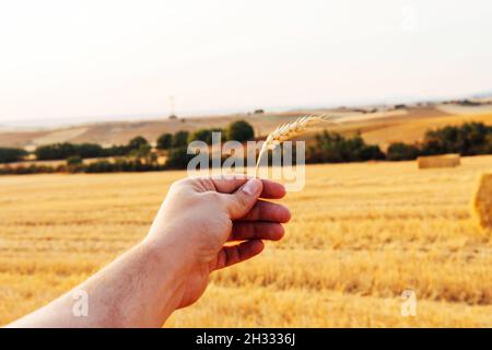 Mann Hand hält glutenfreie Bio-Weizen Ohr. Konzept des ökologischen Landbaus. Stockfoto