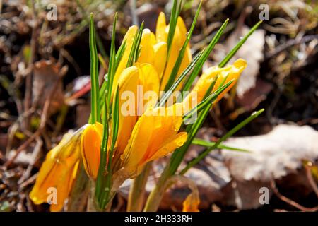 Frisch nass im tau gelben Krokus blüht im frühen Frühjahr. Kräuter und Blumen Hintergründe Stockfoto