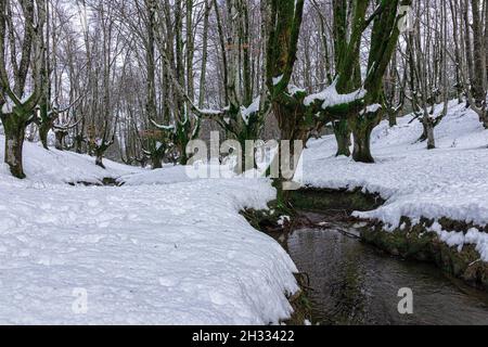 Buchenwald von otzarreta im verschneiten baskenland an einem kalten Wintertag Stockfoto