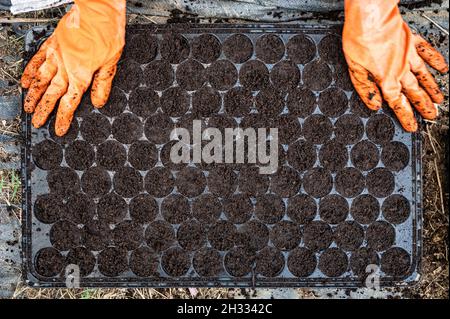 Hand mit Gummihandschuh verteilen Blumenerde auf Anbauschale Stockfoto