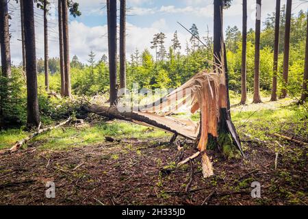 Ein Baumstamm, der von starken Winden gebrochen und zu Boden gefallen ist Stockfoto