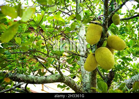 Früchte in einem Jackfruitbaum (Artocarpus heterophyllus) auf den Seychellen. Stockfoto