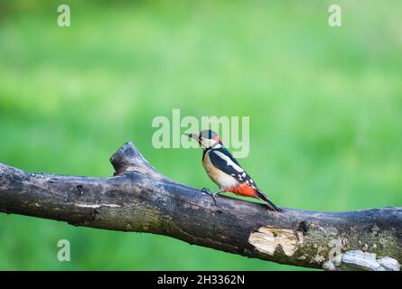 Männlicher Buntspecht (Dendrocopus major), der auf einem verfallenden Zweig nach links schaut, Perthshire, Schottland, Großbritannien. Juni 2021. Stockfoto