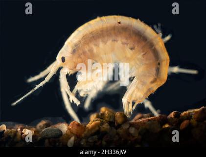 Süßwasser-Garnelen Gammarus pulex Stockfoto