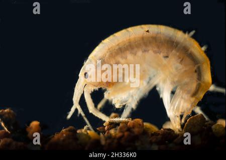 Süßwasser-Garnelen Gammarus pulex Stockfoto