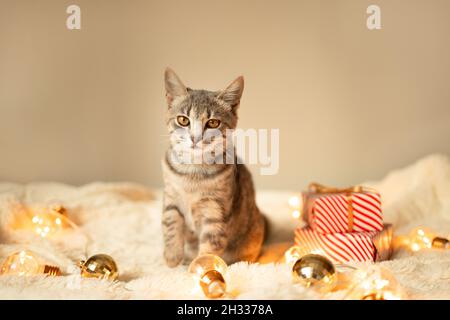 Faules graues tabby Kätzchen, das sich auf einer weichen Strickdecke auf einem Sofa mit LED-Lichtern Girlande auf hellem Hintergrund entspannt. Weihnachten und Neujahr Stockfoto