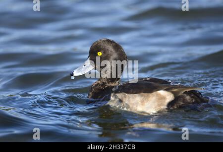 Tufted Duck (Aythya fuligula) Erwachsener, männlich. Kensington Gardens, London, Großbritannien. Oktober Stockfoto