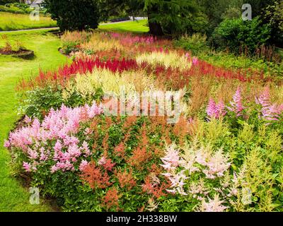 Teil der National Astilbe Collection in den Holehird Gardens bei Windermere Stockfoto