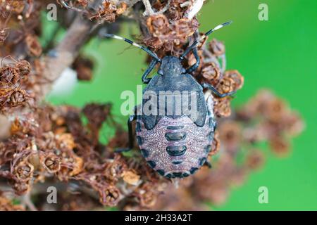 Nahaufnahme einer Nymphe des melierten Schildbugs, Rhaphigaster nebulosa Stockfoto