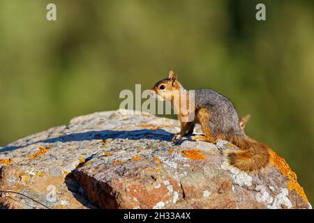 Kaukasisches Eichhörnchen, Sciurus anomalus Stockfoto