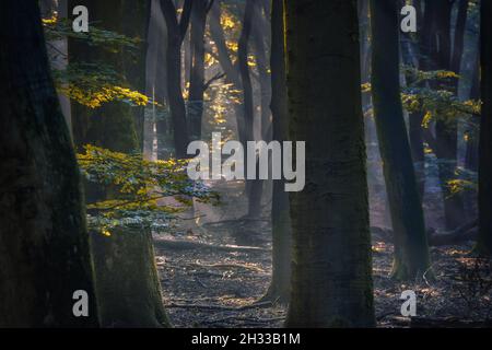 Sonnenlicht scheint an einem nebligen Morgen durch einen Wald. Die durch den Nebel strömenden Lichtstrahlen erleuchten im Oktober Buche und Laubbäume Stockfoto