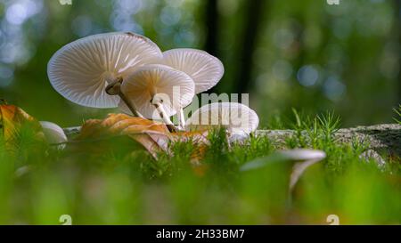 Schöne weiße Waldpilze - Mucidula mucida, Oudemansiella mucida, allgemein bekannt als Porzellanpilz Stockfoto