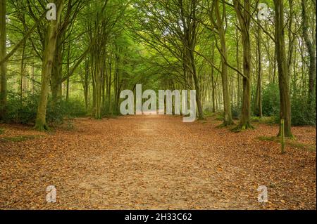 Breiter Weg durch einige Wälder im Herbst mit braunen Blättern auf dem Boden Stockfoto