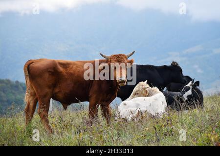 Die Kühe, die das Gras auf dem grünen Ackerfeld der alpinen Wiesen im Kaukasus grasen. Tschetschenien, Russland Stockfoto