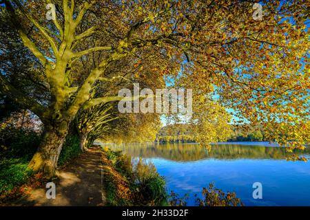 Essen, Nordrhein-Westfalen, Deutschland - Goldener Herbst am Baldeney-See. Stockfoto