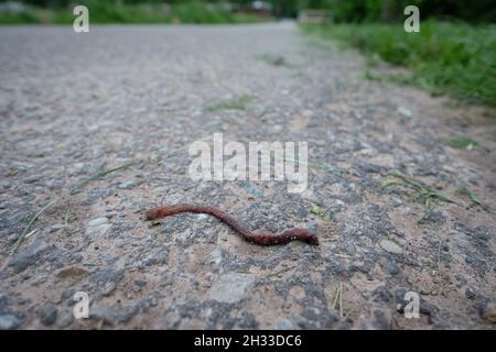 Getrockneter toter Regenwurm auf der Straße nach Regen Stockfoto