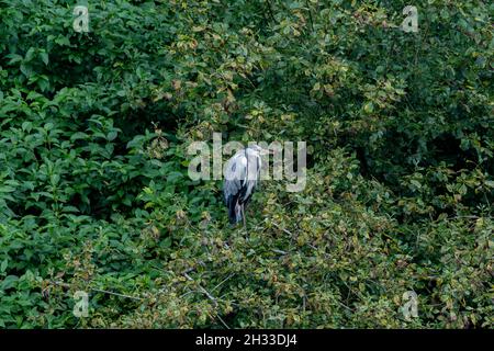 Der langbeinige Raubreiher, Ardea cinerea der Familie Ardeidae, thront auf einem Baum an einem See in Großbritannien Stockfoto