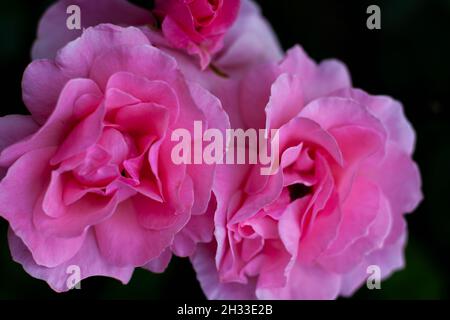 Nahaufnahme von schönen rosa Rosen von oben mit verschwommenen grünen Blättern Hintergrund im Garten. Natur Flora Schönheit und Öko-Konzept mit Kopieraum als BA Stockfoto