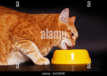Nahaufnahme Ingwerkatze isst sein Futter aus einer gelben Schüssel auf schwarzem Hintergrund Stockfoto