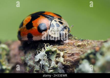 Marienkäfer mit 10 Flecken (Adalia decempunctata) kriechen auf dem Zweig. Tipperary, Irland Stockfoto