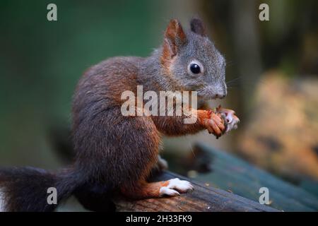 Eichhörnchen (Sciurus Vulgaris), Frisst Nuss, Brandenburg, Deutschland Stockfoto