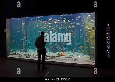 Besucher schaut in riesiges Aquarium im Ozeaneum, Hansestadt Stralsund, Mecklenburg-Vorpommern, Deutschland, Europa Stockfoto