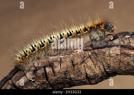 Eggar-Raupe aus Eiche (Lasiocampa quercus), die an einem Ast entlang kriecht. Tipperary, Irland Stockfoto