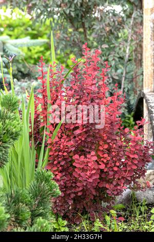 Thunbergs Berberitze (Berberis thunbergii „Orange Rocket“) Stockfoto