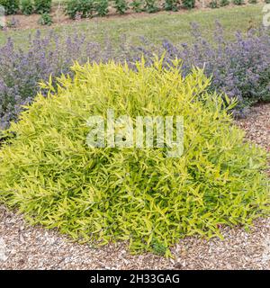 Bartblume (Caryopteris × clandonensis 'Worcester Gold') Stockfoto