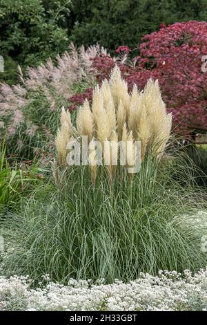 Pampasgras (Cortaderia selloana 'pumila') Stockfoto