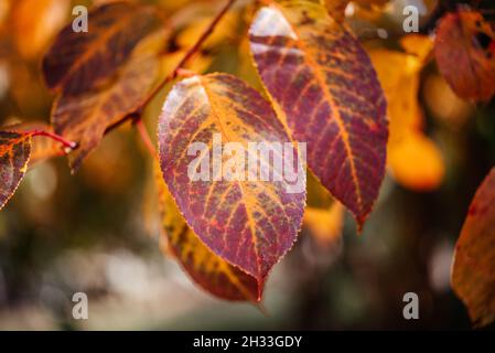 Farbenfrohe Blätter in der Herbstsaison, orange und gelbe Blätter im Baum Stockfoto